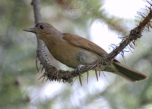 Pale-breasted thrush